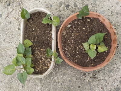 japan 芋から育てたサツマイモ苗を植えました。 6月