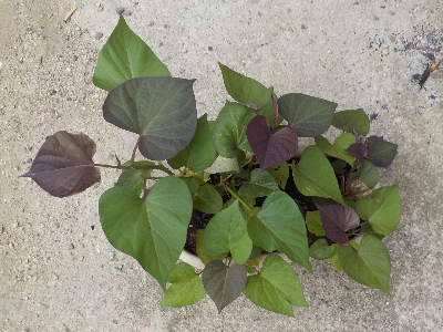 japan サツマイモの苗が大きくなったので、また植えました。 6月