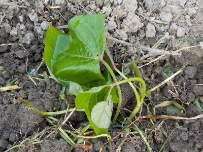 japan サツマイモの苗をもらったので植えました。 7月