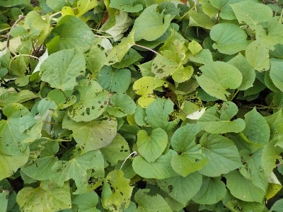 japan サツマイモは食べる分だけ収穫しています。 11月