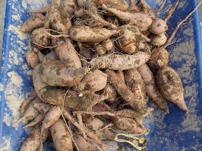 japan 掘り残しのサツマイモを全部収穫しました。 12月