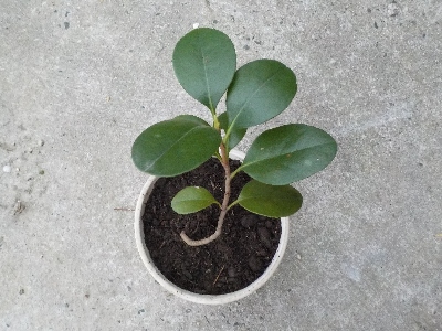 japan ツツジの下に生えてたサザンカです。 3月