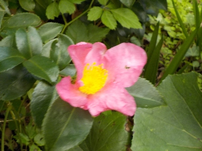 japan サザンカの小さい花が咲いていました。 11月