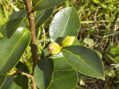 japan 実生のサザンカにツボミが出来ました。 11月