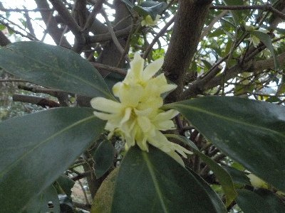 japan シキミが咲きました。 3月