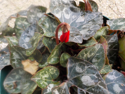 今季最初のガーデンシクラメンの花です。