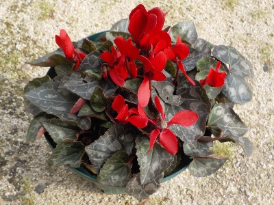 japan ガーデンシクラメンが沢山開花中です。3月