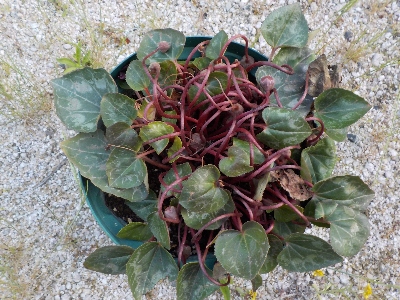 japan ガーデンシクラメンの花が終わりました。 6月