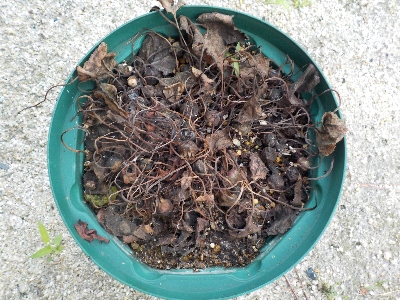 japan ガーデンシクラメンが枯れました。 7月