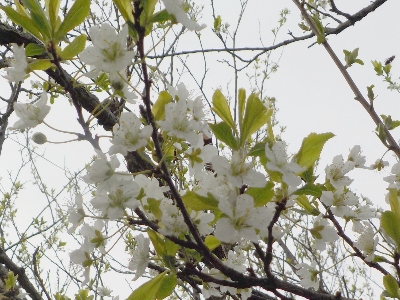 japan スモモの花が咲きました。 3月