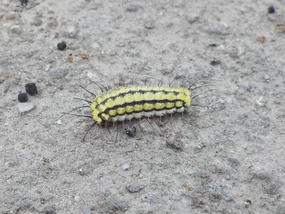 japan スモモに大量のウスバツバメガの幼虫がいます。 4月