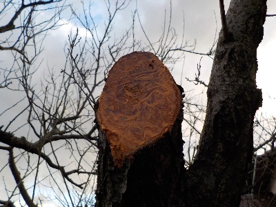 japan スモモの剪定をしましたが早めに終わりました。 12月