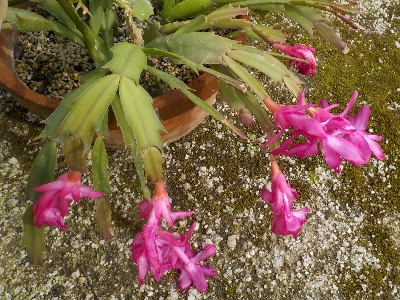 japan ジャコバサボテンを外に出しました。3月