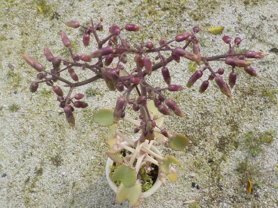 japan 子宝弁天草の花が終った後です。3月
