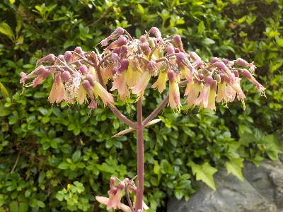 japan 子宝弁慶草の花は終っていませんでした。 4月