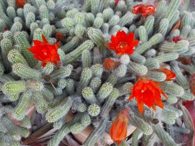 japan ビャクダンが開花中です。 6月