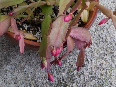 japan シャコバサボテンを家の中にしまいます。 12月