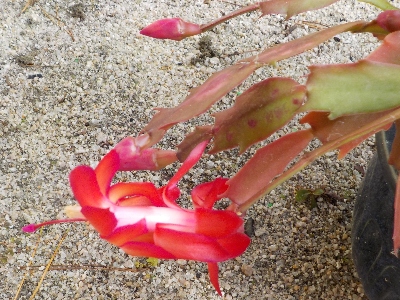 japan シャコバサボテンが年内に咲きだしました。 12月