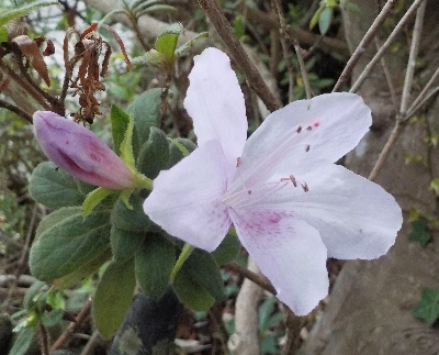 japan 3月ですがツツジが咲きました。 3月