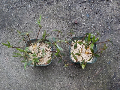 japan ツツジの挿し木をしました。 3月