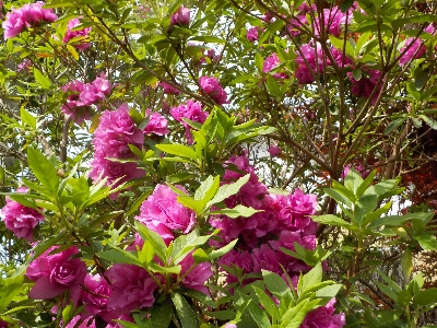 japan 八重のツツジのシーズンです。 4月