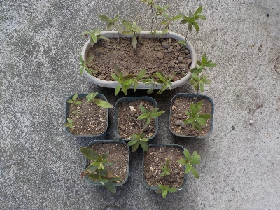 japan 挿し木ツツジの鉢上げをしました。 8月