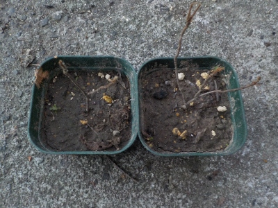 japan ツツジが２つ枯れました。 9月