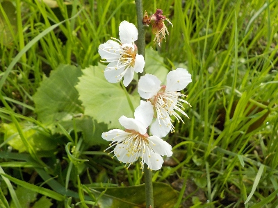 japan鉢植えの梅が開花2月