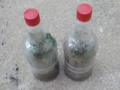 japan 梅を収穫したついでに剪定して挿木しました。 6月