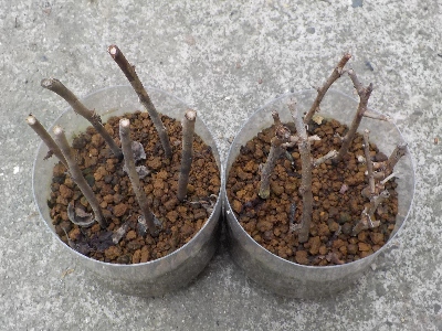 japan 今年の梅の挿し木は全滅しました。 10月