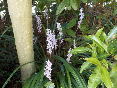 japan ヤブランが増えています。 9月