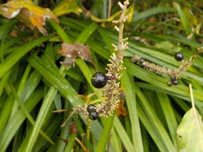 japan ヤブランの実が出来ています。 11月