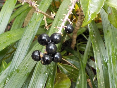 japan ヤブランの実を収穫しました。 12月