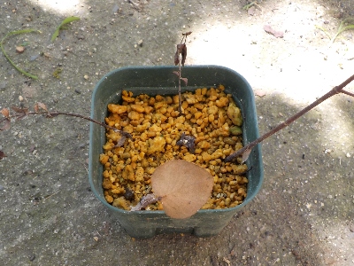 japan ユーカリの挿し木が茶色くなりました。 8月