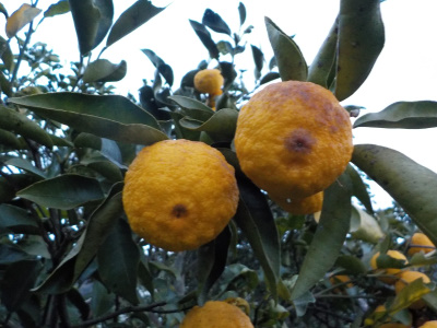 japan 柚子が変色しだしました。 1月