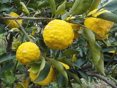 japan 今年のユズは丁度いい量です。 12月