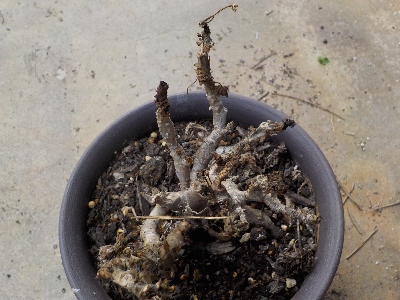 japan ゼラニウムが1本枯れました。 11月