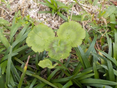 japan ゼラニウムが1本枯れました。 11月