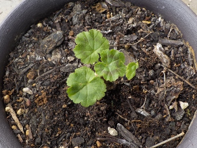 japan ゼラニウムが1本枯れました。 11月