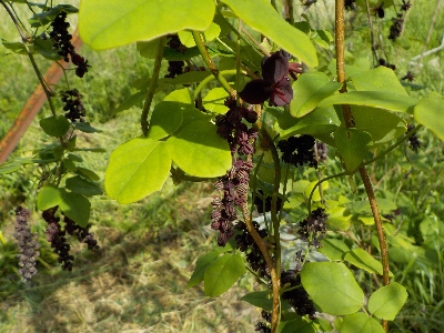 japan アケビの花が沢山咲いていますが、実は期待していません。 4月