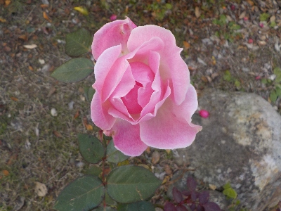 japan 今年もお正月にバラが咲いています。 1月