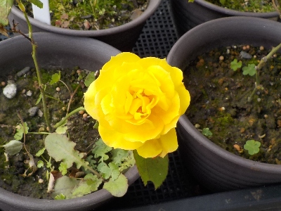 japan 去年の6月に挿し木したバラが咲きました。 5月