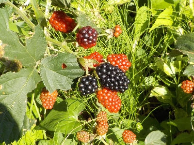 japan ブラックベリーの収穫をしましたが、ジャム作りが面倒だな。 7月