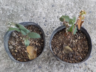 japan 2月にしたブラックベリーの挿し木を植え替えしました。 7月