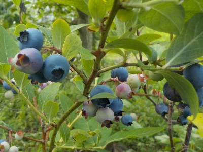 japan このブルーベリーだけ収穫が始まりました。 6月