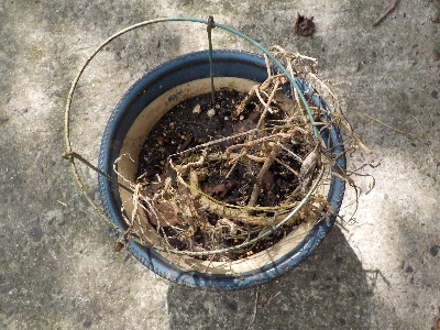 japan 長年楽しませてもらったカーネーションが枯れました。 9月