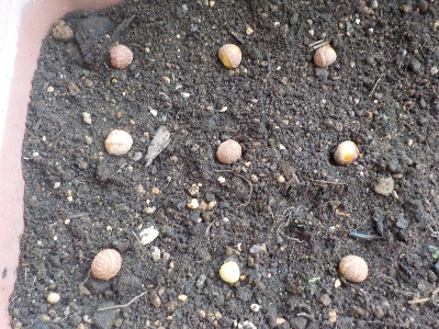 japan お茶のタネを蒔きました。 3月