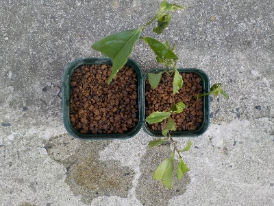 japan お茶の挿し木と植え替え。 5月