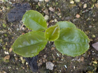 japan お茶の木が発芽しました。 6月