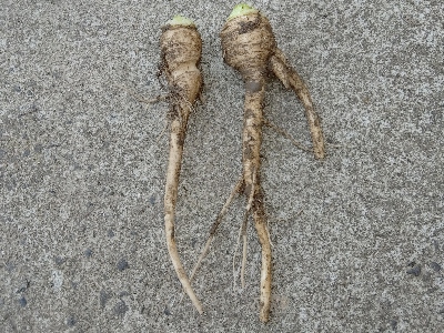 japan 実生の大根を収穫して食べています。 2月